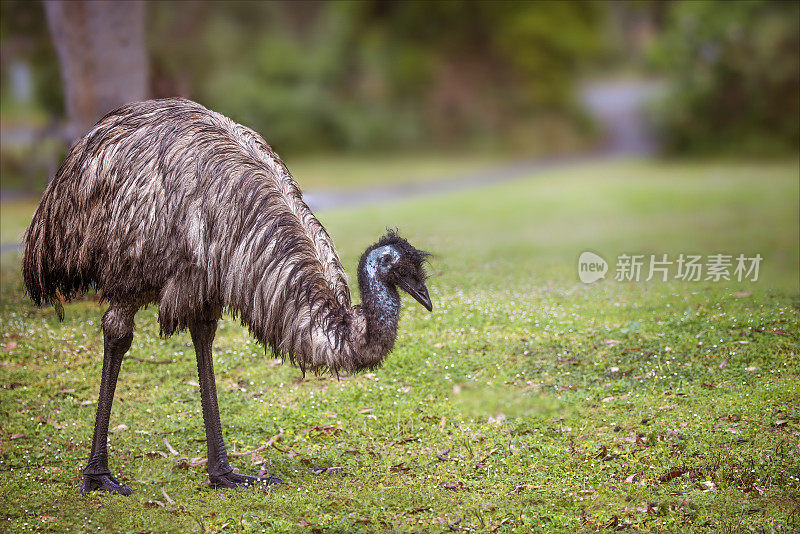 雨中的鸸鹋(Dromaius novaehollandiae)